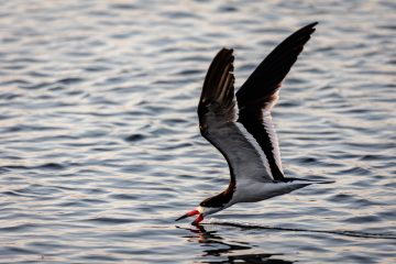 Lagoon Marsh Bird Photograph